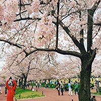 بازدید از اوزاکا در بهار